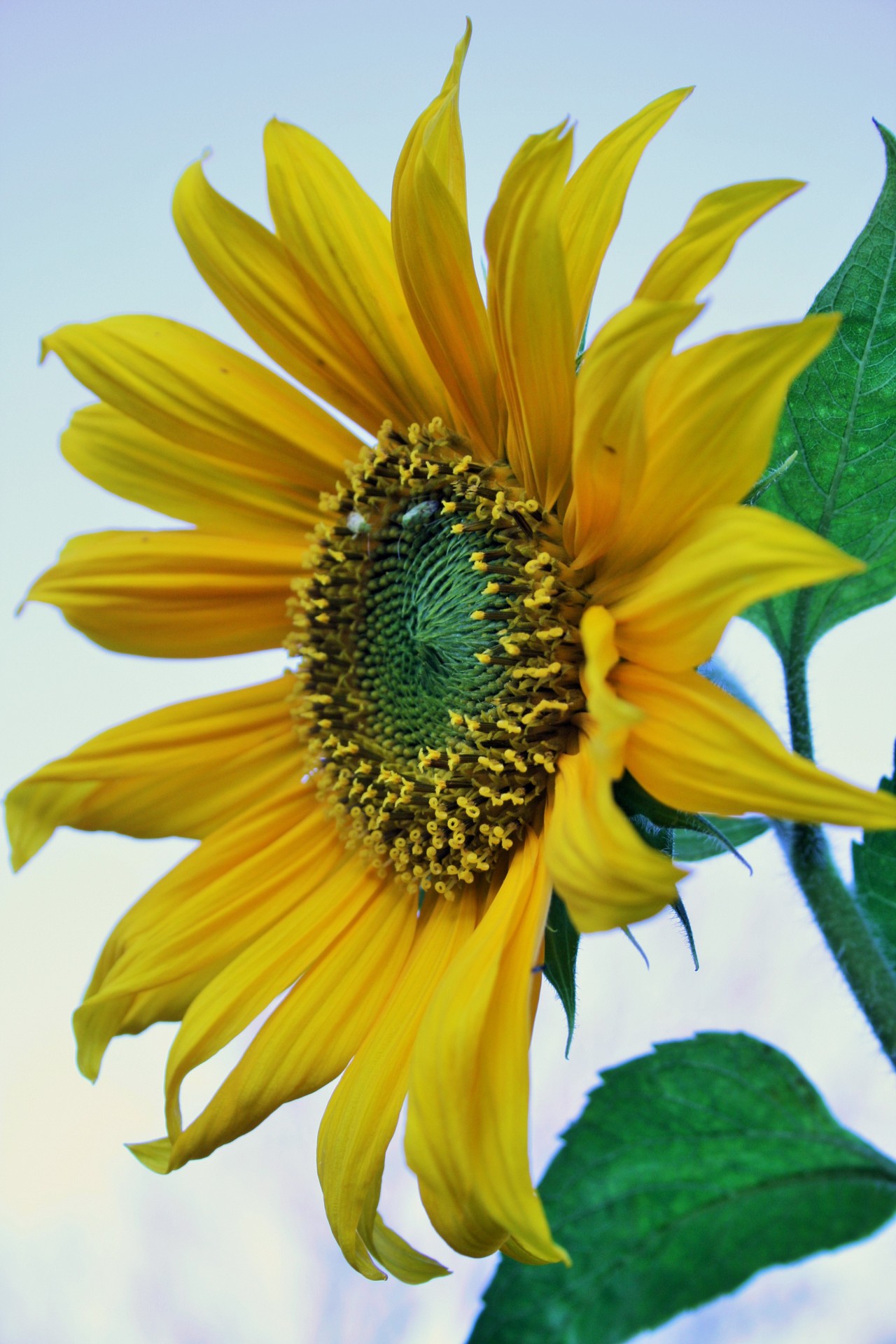 sunflower bloom yellow free photo