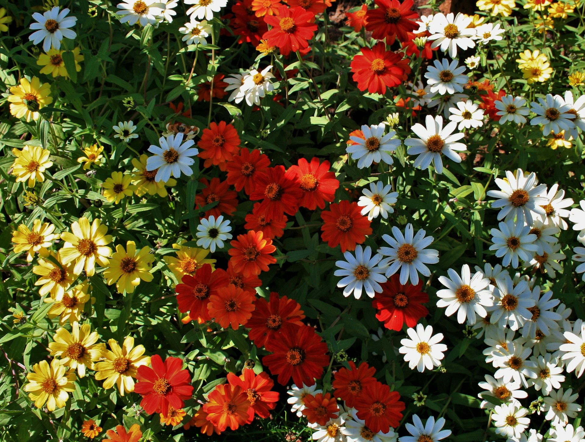 garden bed flowers free photo
