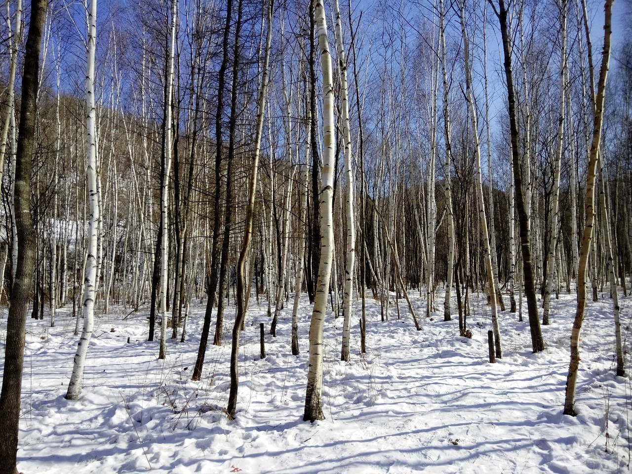 harbin woods snow free photo