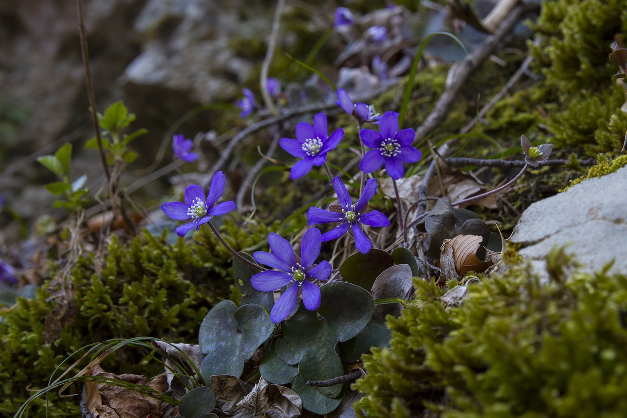 harbinger of spring hepatica hahnenfu greenhouse free photo