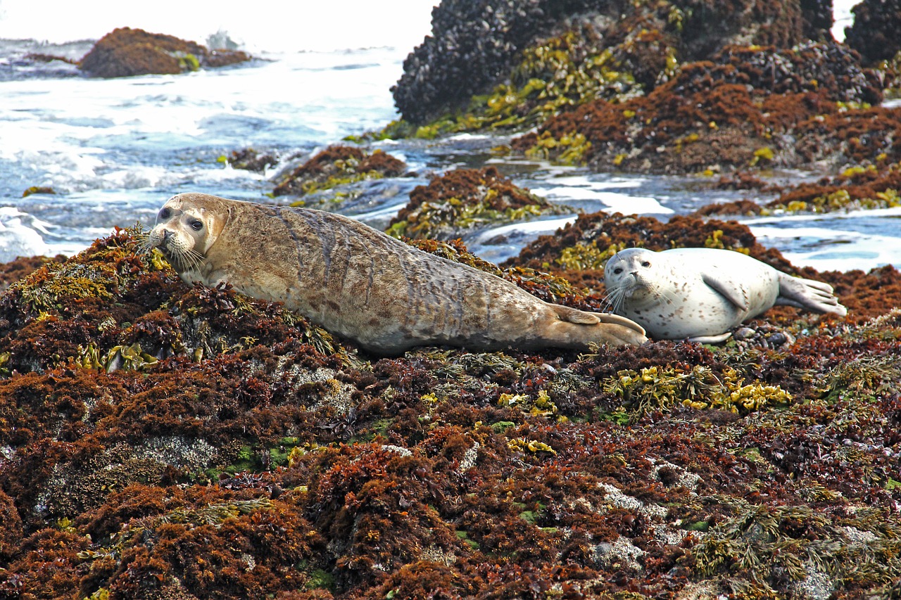 harbor harbor seals seal free photo