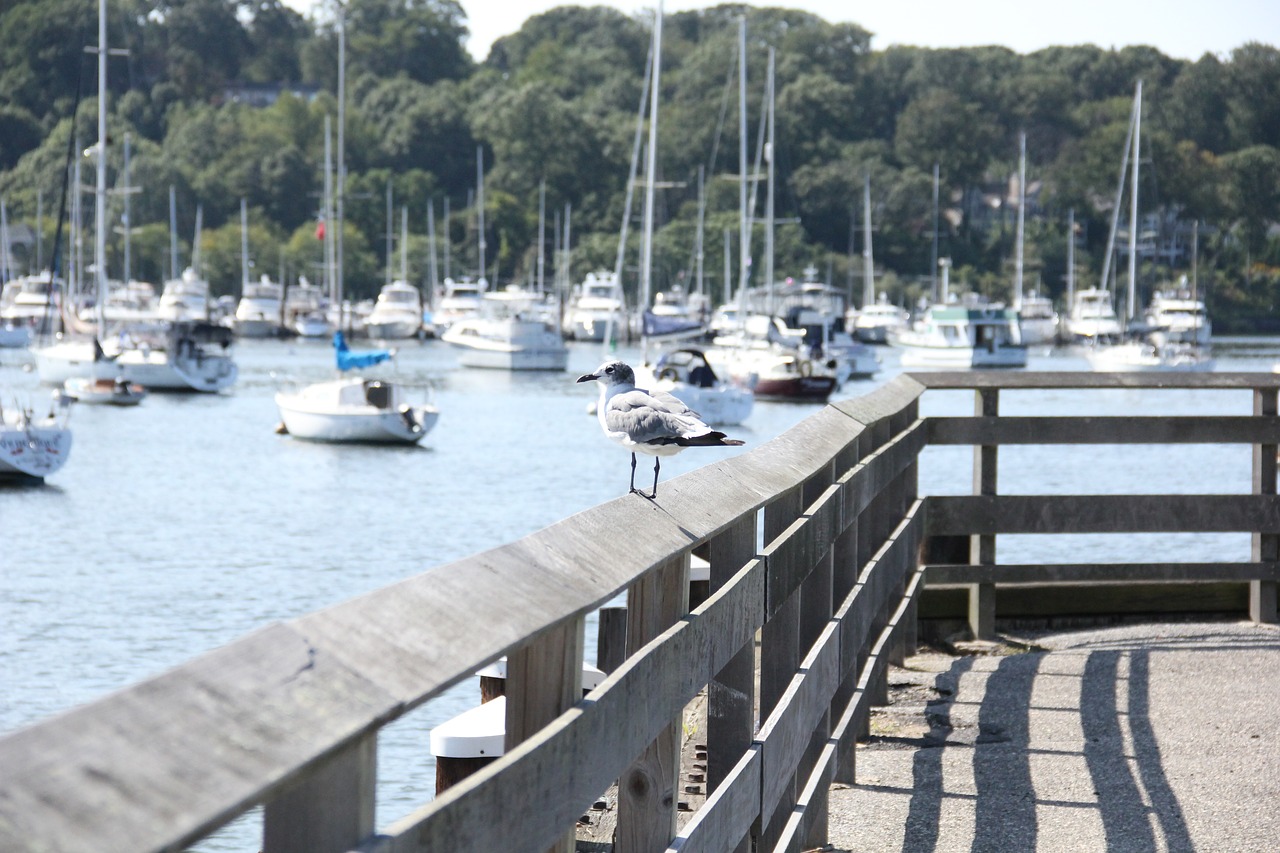 harbor boats seagull free photo