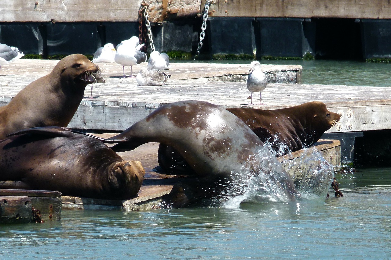 harbor seal ocean free photo
