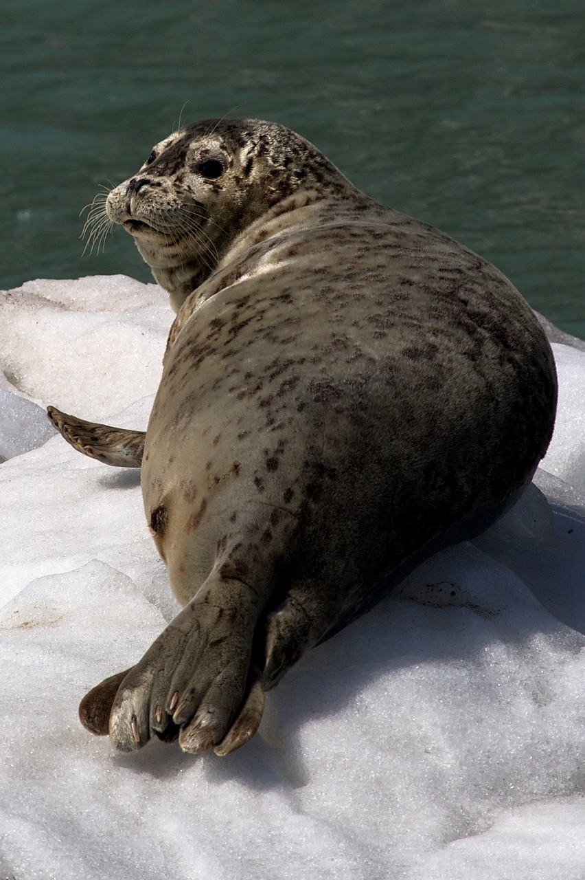 harbor seal ice looking free photo