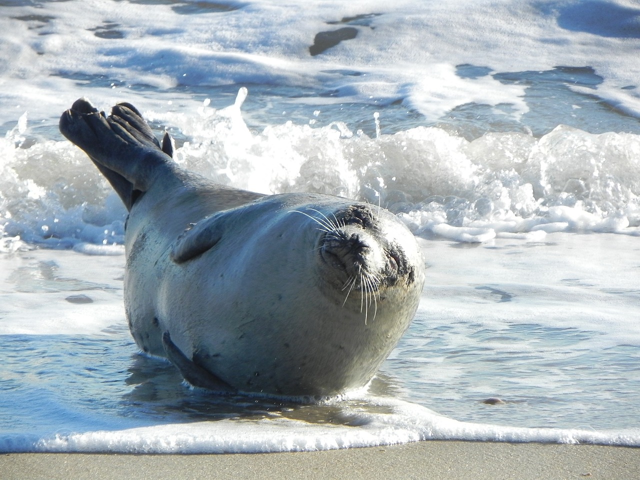 harbor seal resting sunbathing free photo