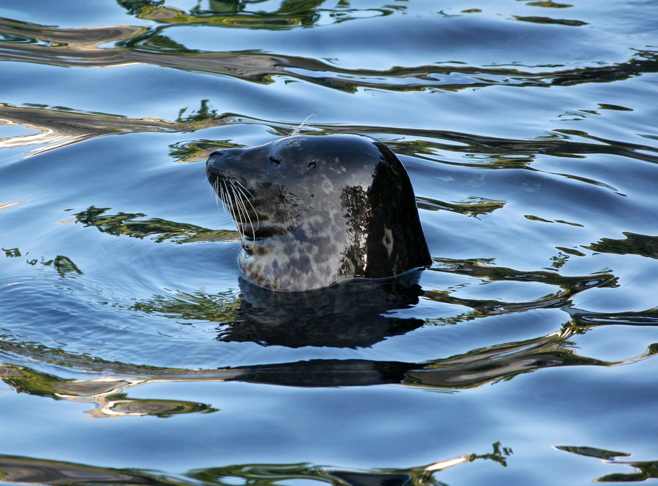harbor seal phoca vitulina female free photo