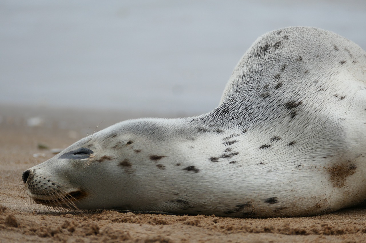 harbor seal common seal seal free photo