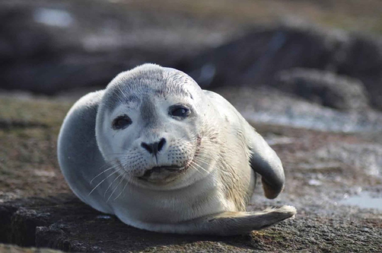 harbor seal resting sand free photo