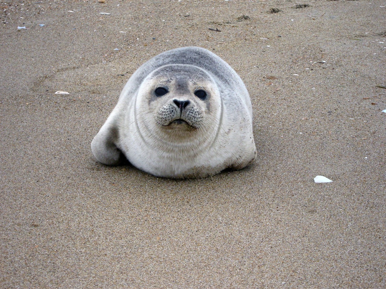 harbor seal resting sand free photo