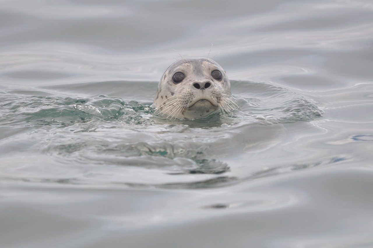 harbor seal swimming water free photo