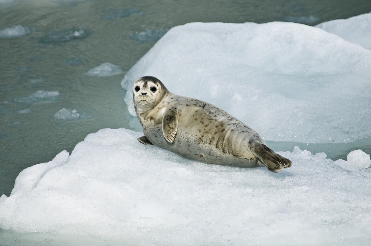 harbor seal pup resting free photo