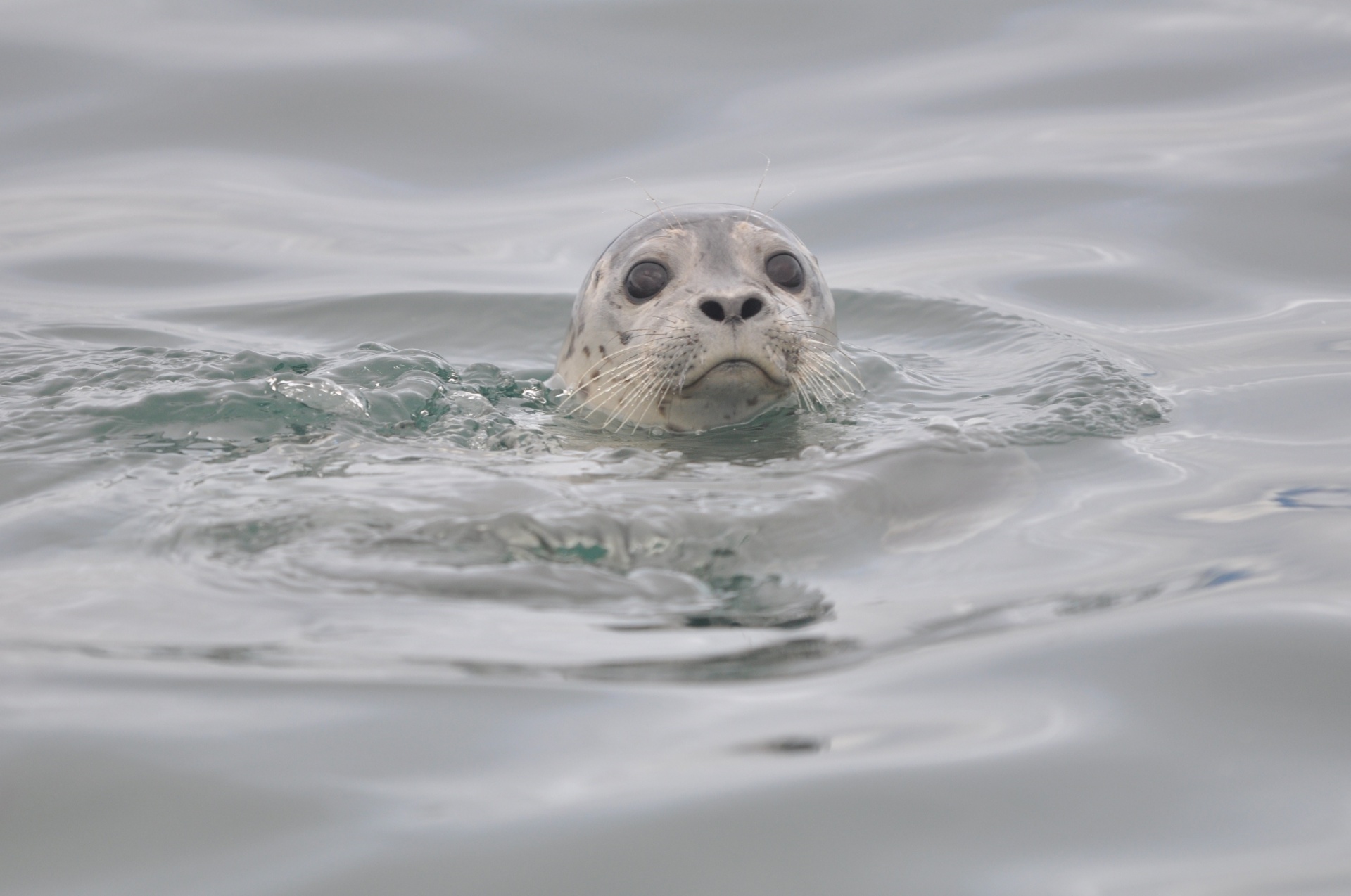 seal harbor swimming free photo