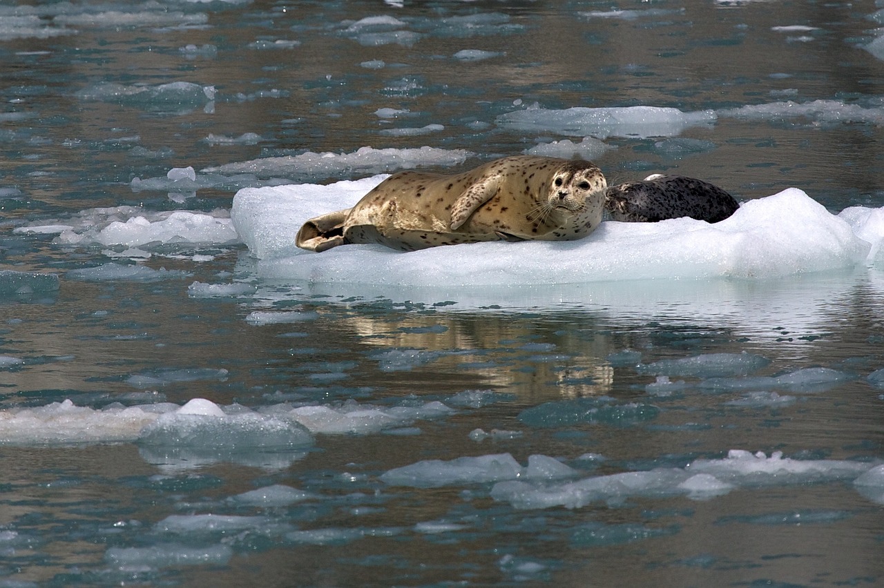 harbor seals ice looking free photo