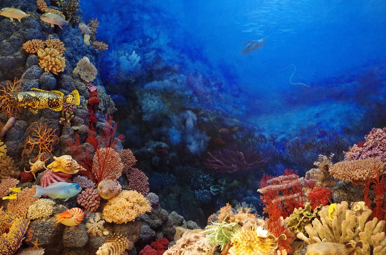 harbour fish coral free photo