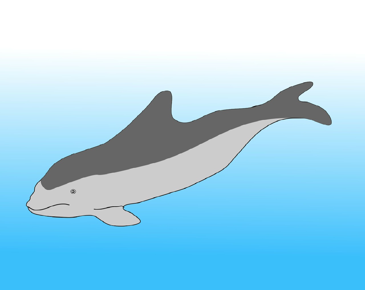 harbour porpoise dolphin marine mammals free photo