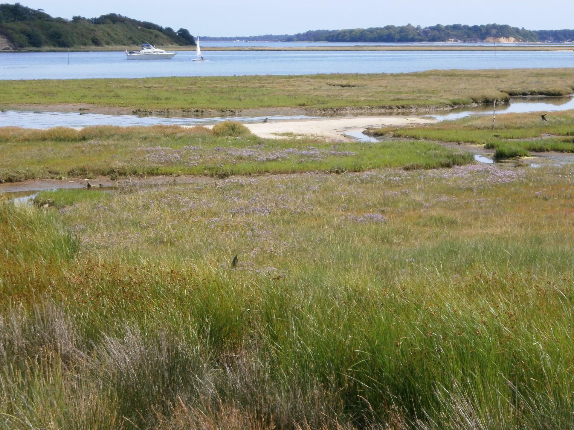 habour england grassland free photo