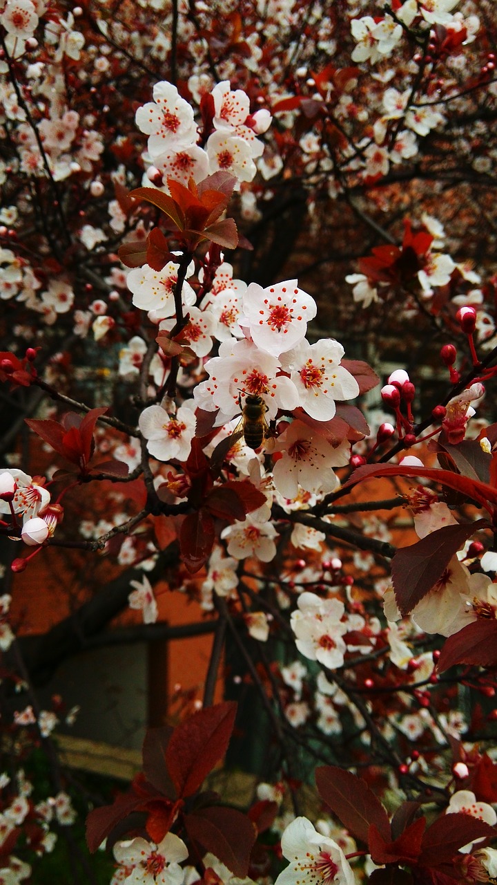 hard natural flowers and plants free photo