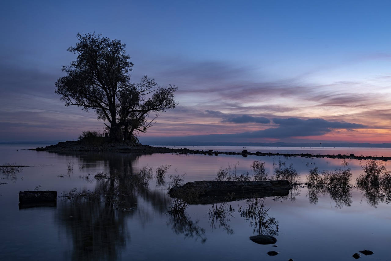 hard  lake  tree free photo