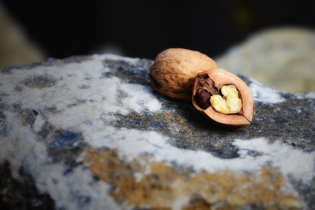hard shell soft core walnut nut free photo