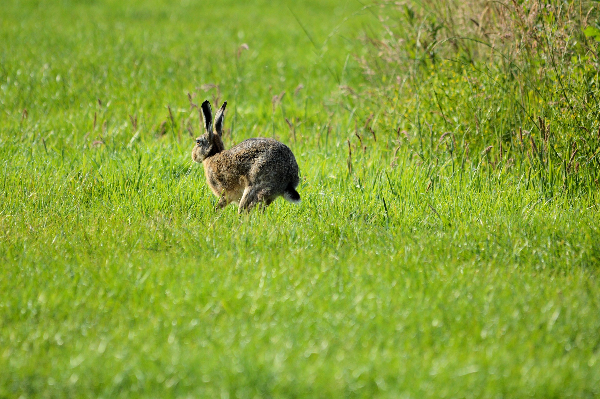 hare wild nature free photo