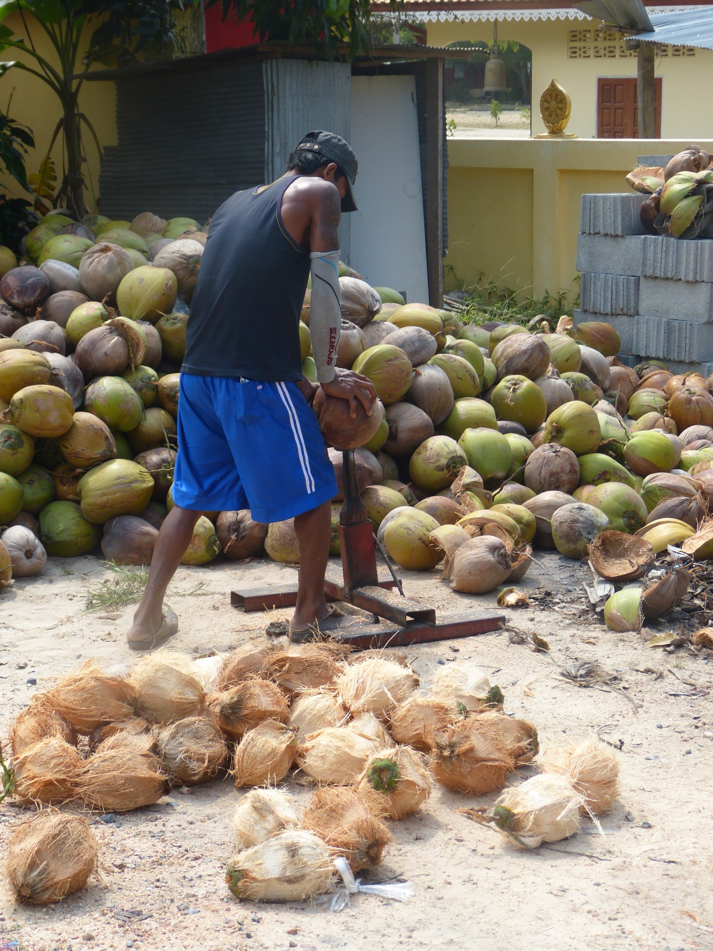 coconuts hard worker man free photo