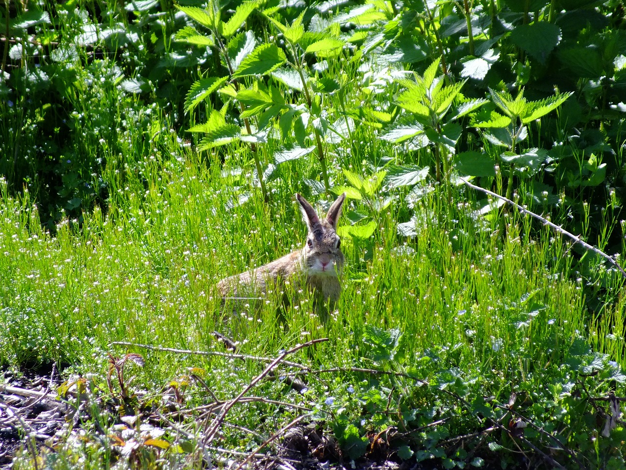 hare easter bunny wild rabbit free photo