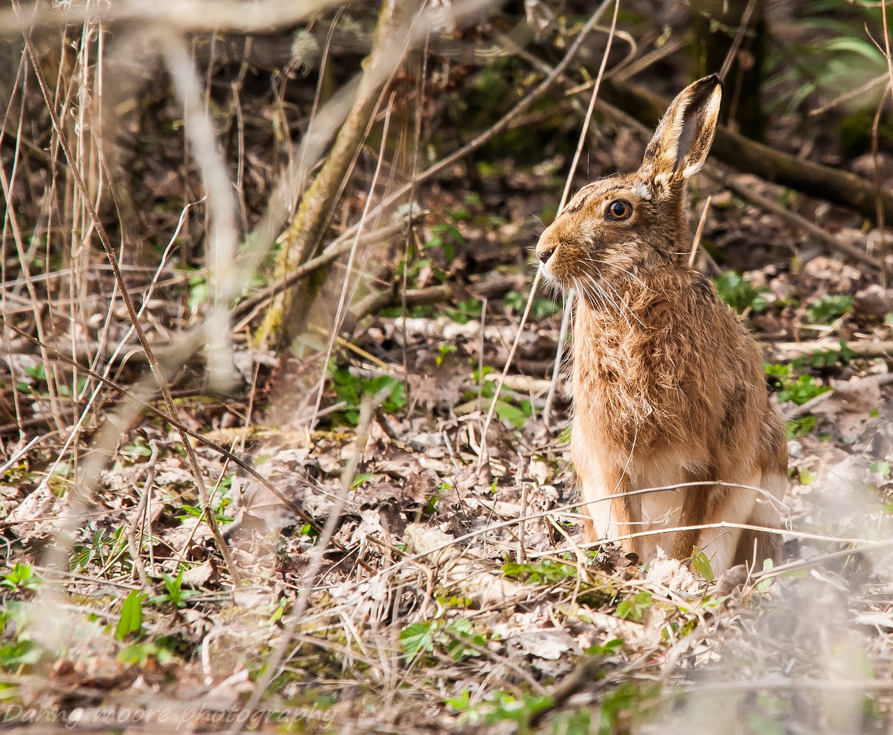 hare animal wildlife free photo