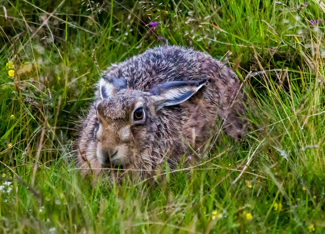 hare wild mammal free photo