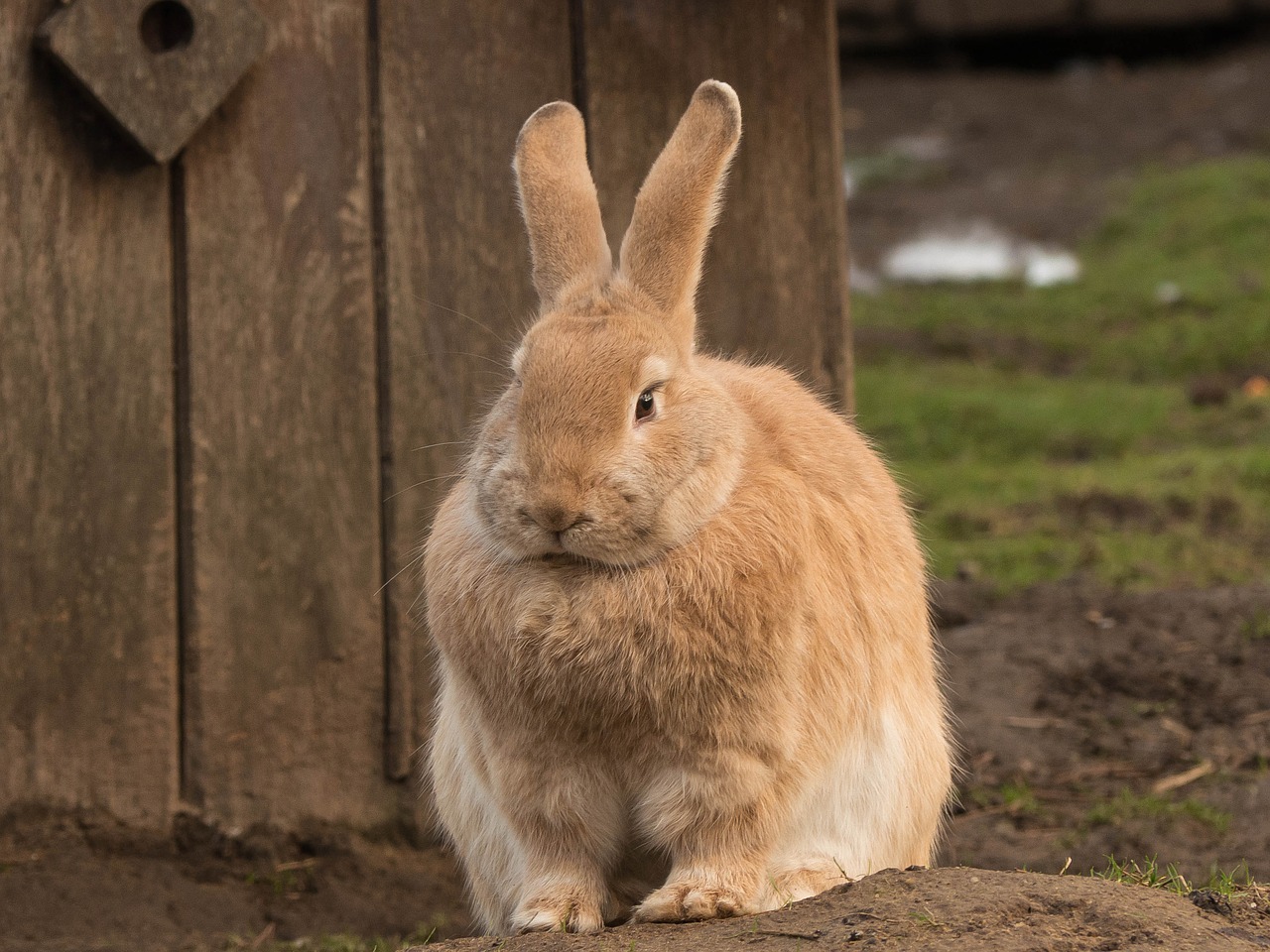 hare animal long eared free photo