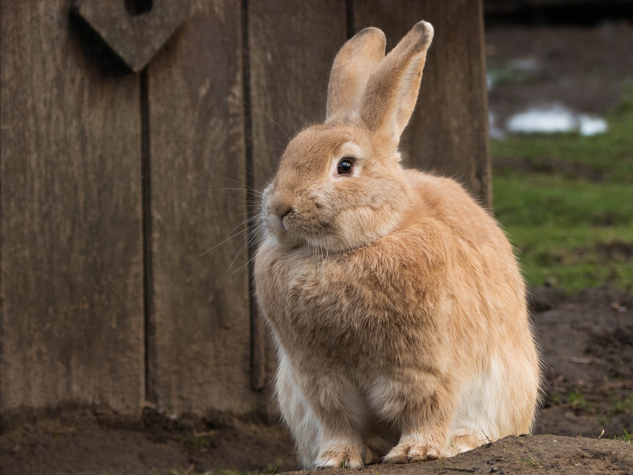 hare animal long eared free photo