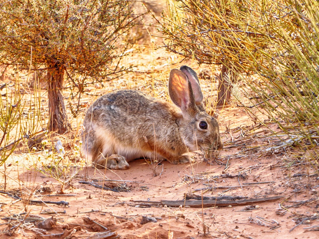 hare arches national park hiking free photo