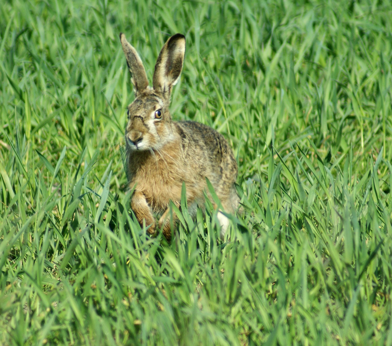 hare easter spring free photo
