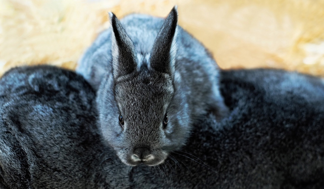 hare child long eared free photo