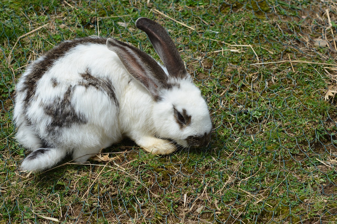 hare rabbit cute free photo