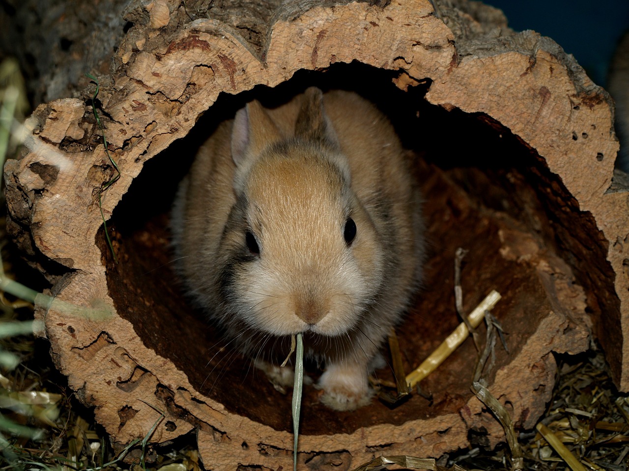hare dwarf bunny nager free photo