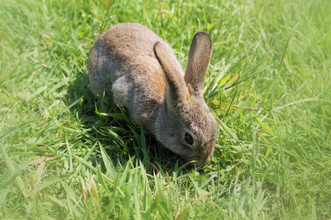 hare rabbit long eared free photo