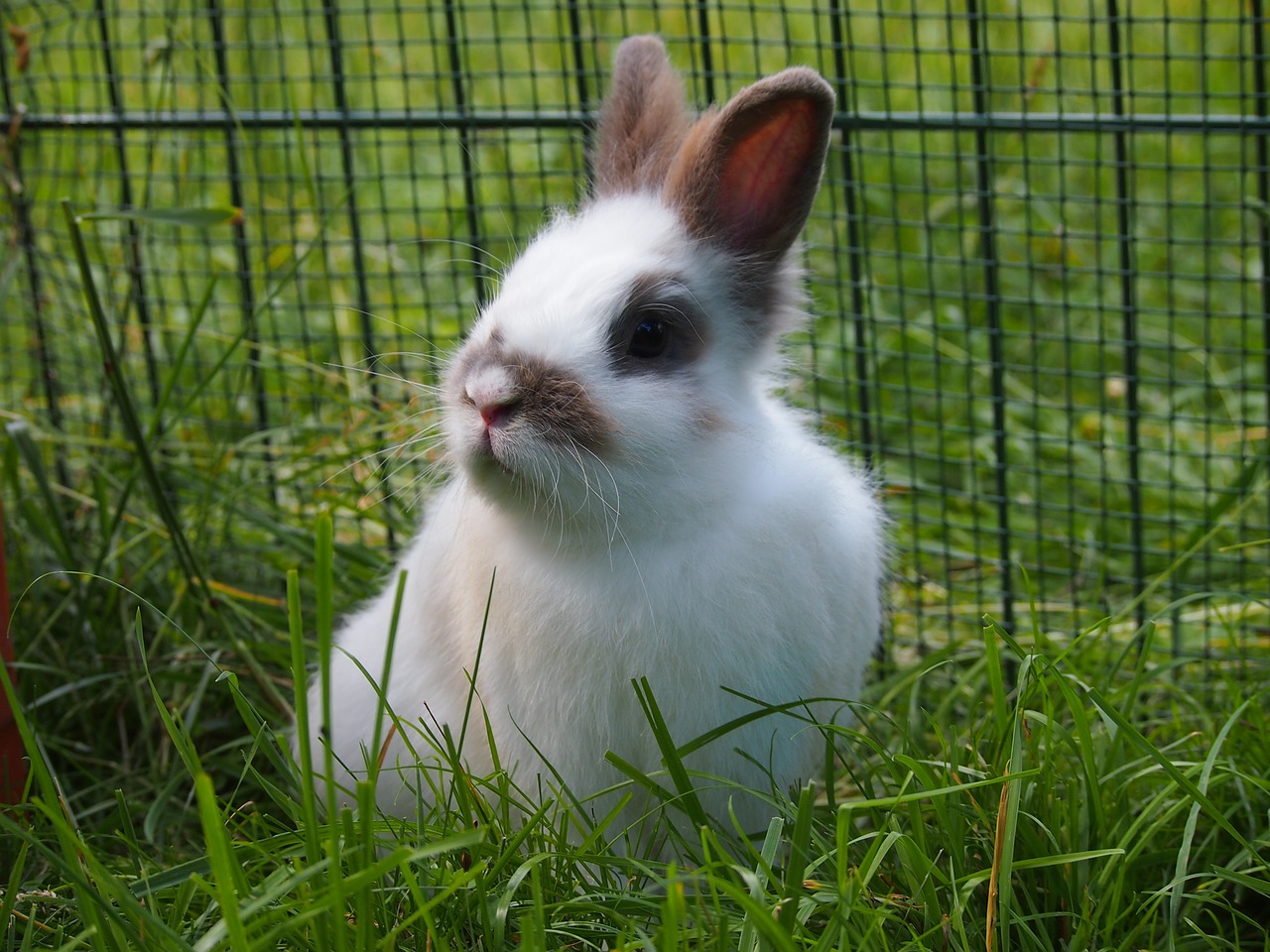 hare meadow ears free photo