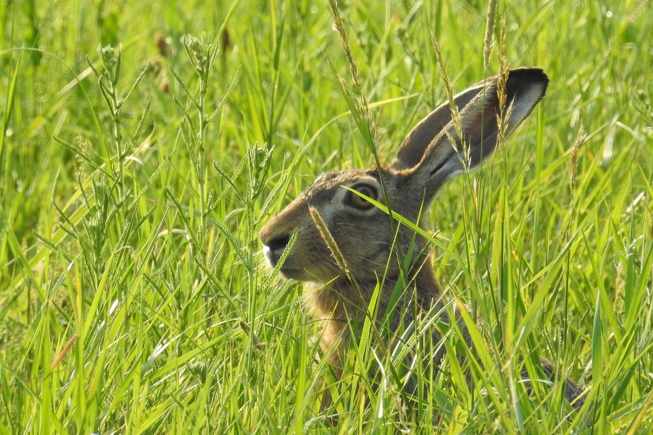 hare hidden meadow free photo