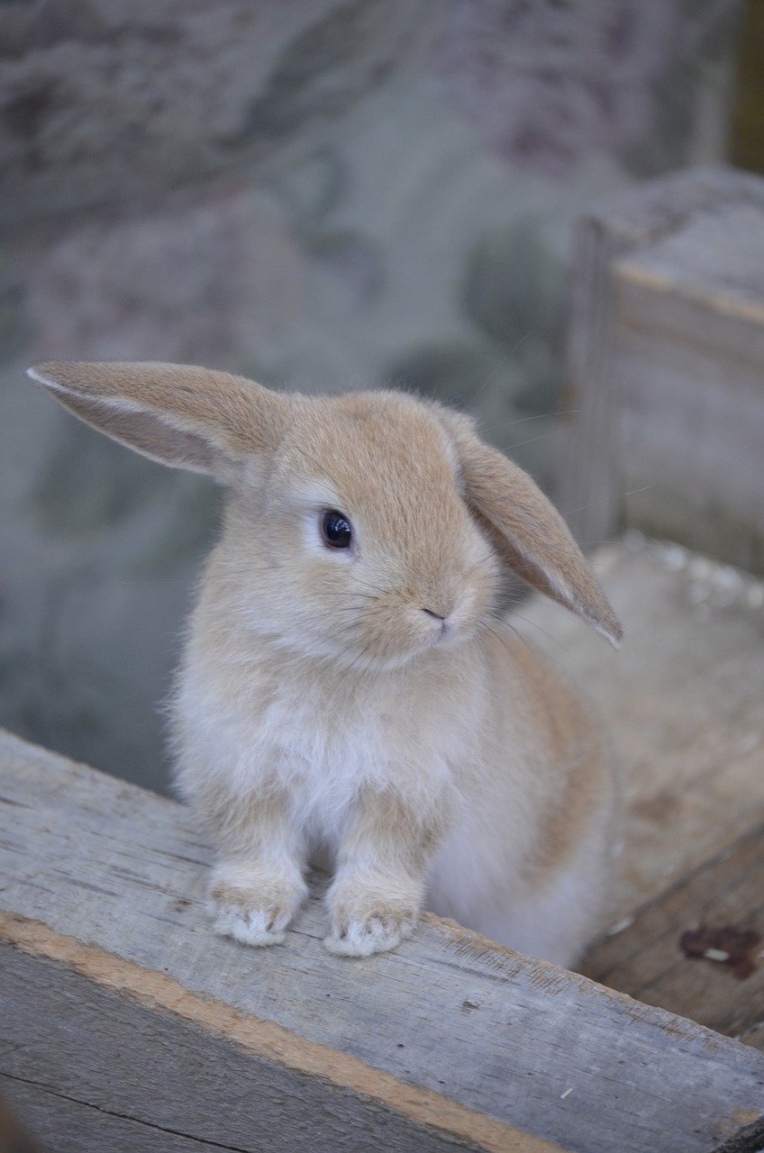 hare golden bunny dwarf aries free photo