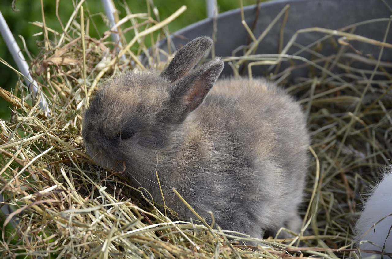 hare baby brown free photo