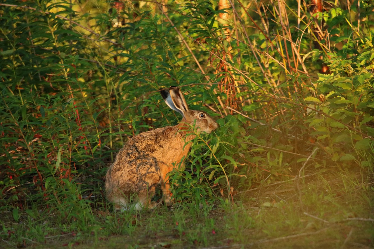 hare wild animal wildlife free photo