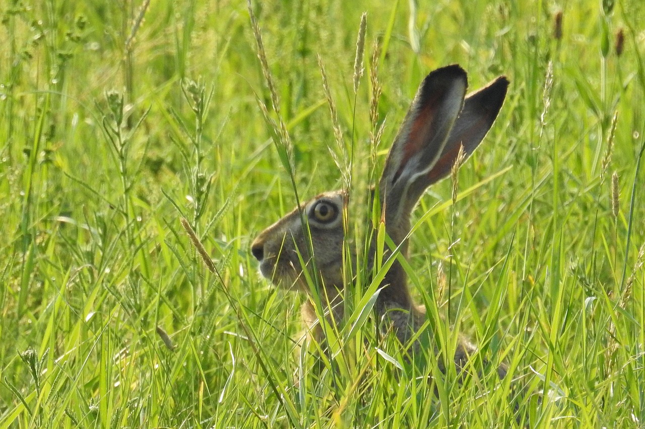 hare hidden mammal free photo