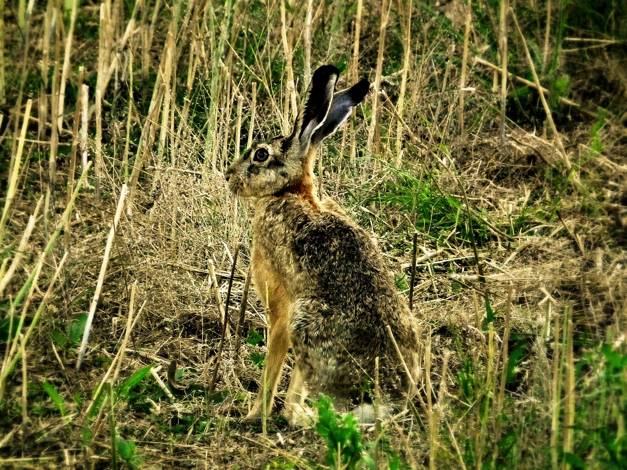 hare wild wild hare free photo