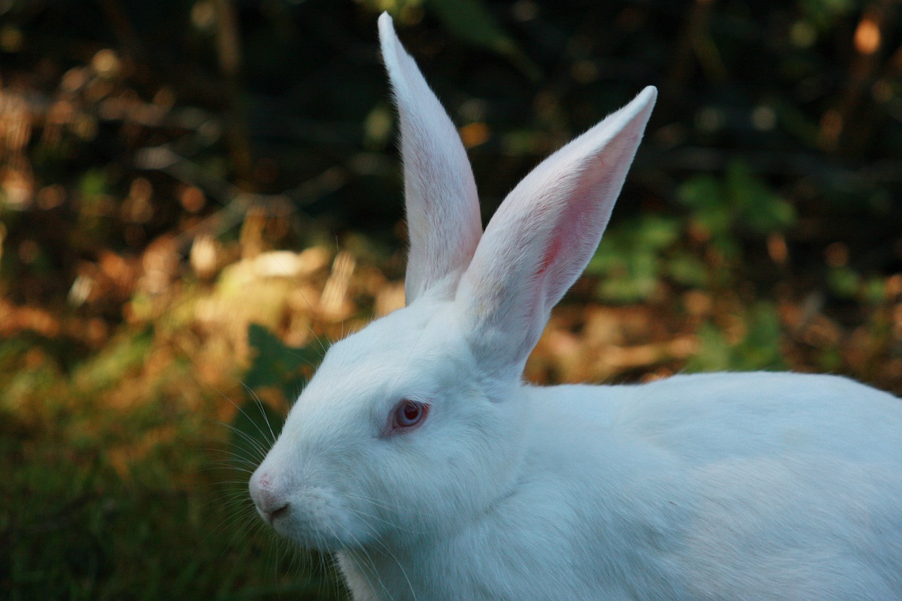 hare white rabbit free photo
