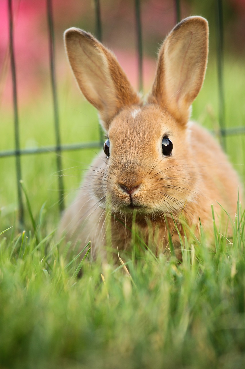 hare animal green free photo