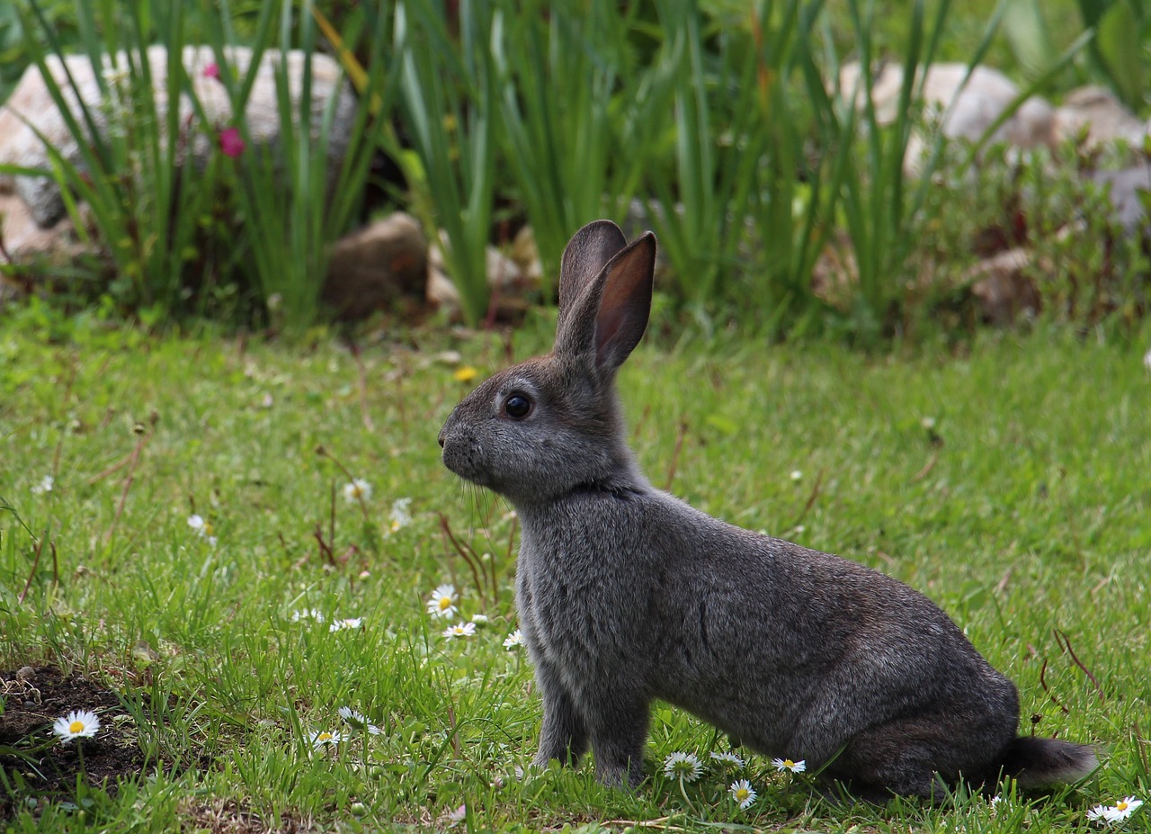 hare animals gray hare free photo