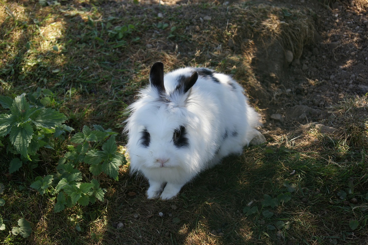 hare rabbit pet free photo