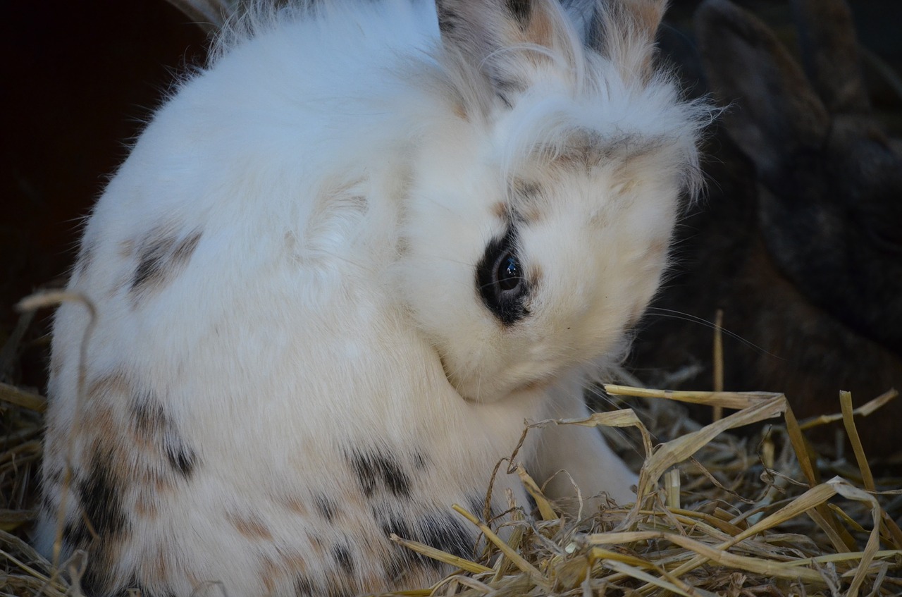 hare white rabbit free photo