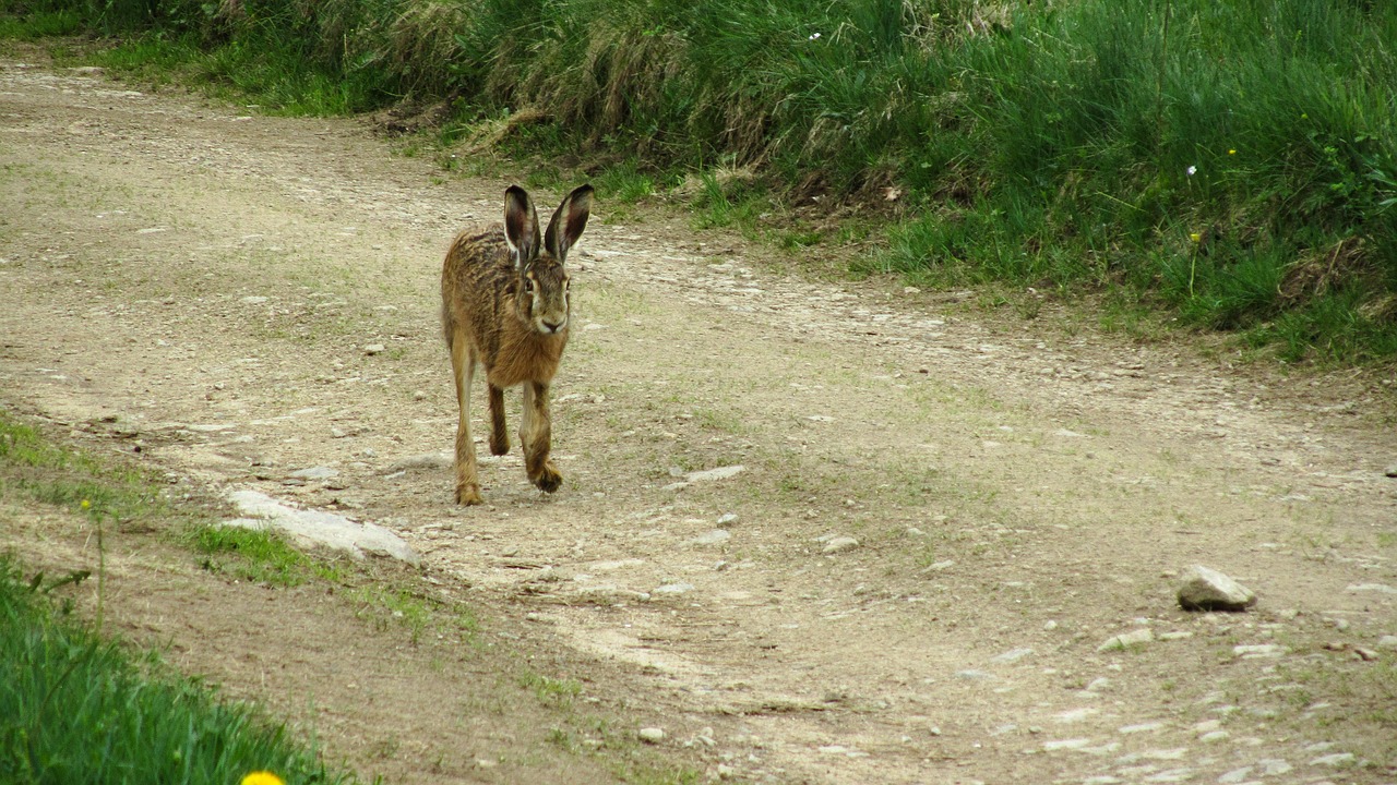 hare wild run free photo