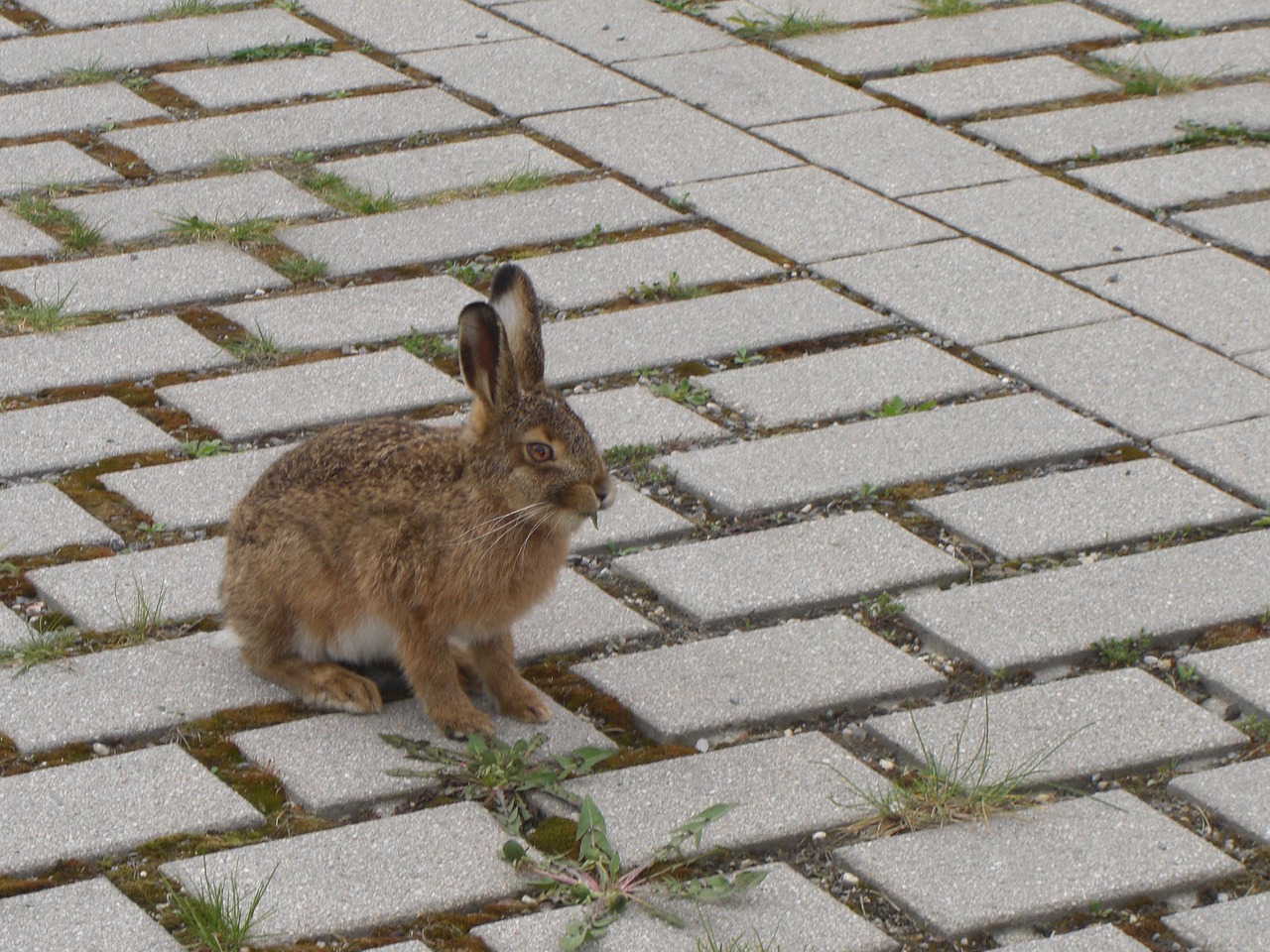 hare parking food free photo